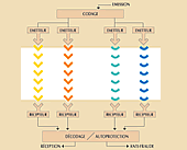 twinband schema